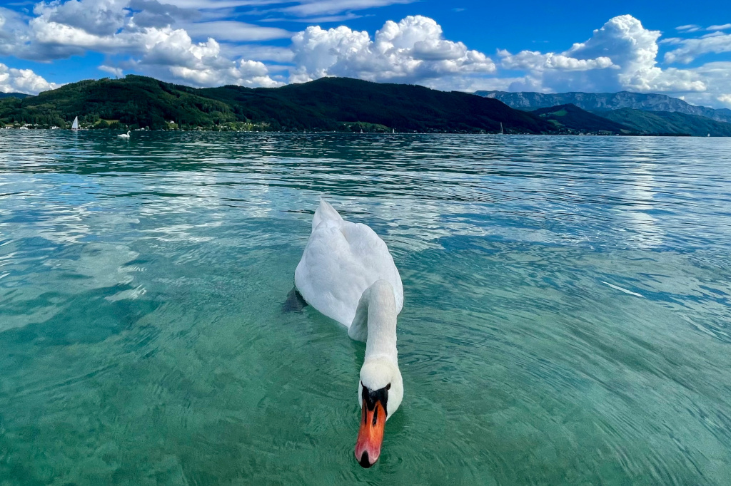 Swan Protection Upper Austria